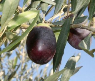 Olive Tree 15 Fresh cuttings 5 Variety