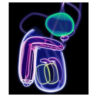 Wall Art  Posters  Male reproductive system