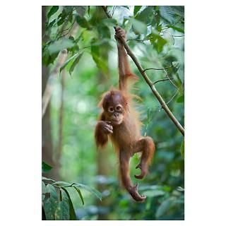 Sumatran Orangutan baby dangling from tree branch, Poster