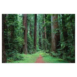 Redwood Forest, Humboldt Redwoods State Park, Cali Poster