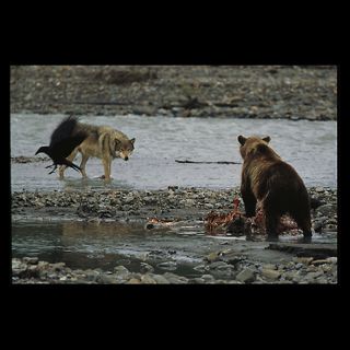 Denali National Park and Preserve, Alaska  National Geographic Art
