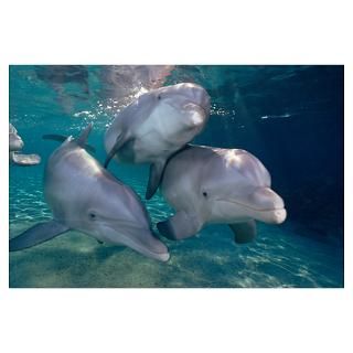 Wall Art  Posters  Bottlenose Dolphin trio