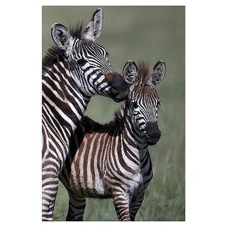 Zebra African Animal Portrait Small Poster and Blank Greeting Cards