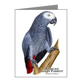 Gray Parrot Note Cards  African Gray Parrot Note Cards (Pk of 20