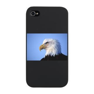 American Bald Eagle : Pet Drawings