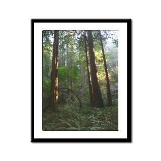 northern california forest redwood trees print $ 82 88