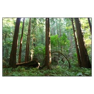 borderless california redwood trees posters $ 32 88