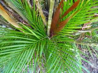 Calyptrocalyx Forbesii Kentia Palm from The Stone Age Ultra RARE Live