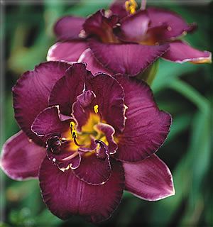 Mulberry Truffle DF B1G Kirchhoff D 1999 DAYLILY