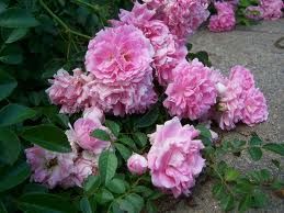 Seven Sisters Rose 1Gallon Plant