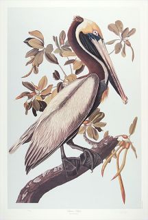 Ltd Ed Loates Audubon Brown Pelican Bird Print