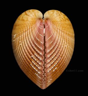 Cardium Pseudolima 90mm Precious Hard to Get Stunning Africa Seashell