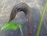 Arisaema Fargesii Cobra Lily 1 Bulb