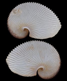 Sea Shells Argonauta Argo 222mm Oth 36