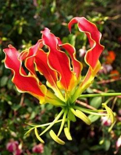 Gloriosa Superba Linn 3 Bulbs Glory Lily Flame Lily