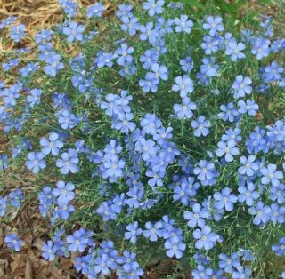 Perennial Linum Flax 40 Seeds Pretty Blue Flower Easy to Grow Cut