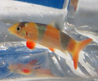 Live Fish Clown loach 2 for Freshwater Plant Aquarium