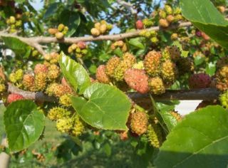 most delicious of the homeland of Anatolian Black Mulberry tree