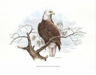 James Lockhart Print Bald Eagle Perched in Tree