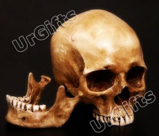 Human Anatomy Skull 1 1 Life Size Resin Model Vintage Hand Made