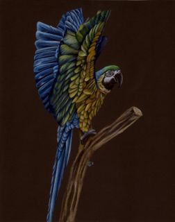 Macaw 6 Parrot Tropical Bird Pencil Painting Sandrine Curtiss Art ACEO