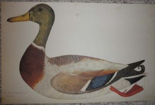 Rudbeck Watercolor Ornithology Plate Facs 247 Mallard Duck