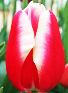 Leen Van Der Mark Tulip Bulbs 12 Tulip Bulbs