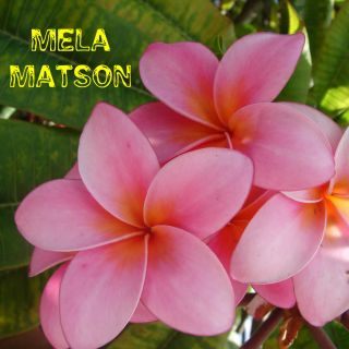 Mela Matson