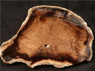 PS Mcdermitt Petrified Wood Fossil Slab Rough