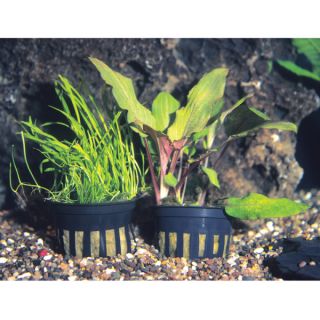 Fish Tank Plants   Live Aquarium Plants