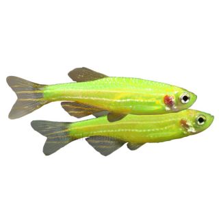 Glofish   Featured Products