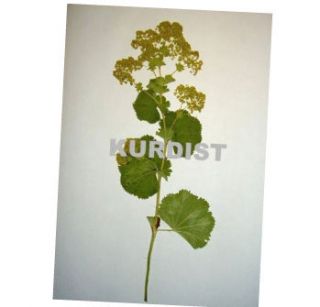 Herbarium 30 Heilpflanzen, PTA, aus 2011, TOP & GÜNSTIG Unbedingt
