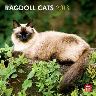 Kalender 2013 Ragdoll Cats  Browntrout Haustier
