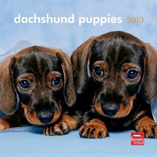 Dachshund Puppies 2013 Calendar Browntrout Publishers Inc