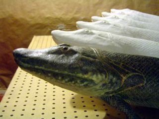 The models of Tiktaalik being constructed for exhibition (Tyler