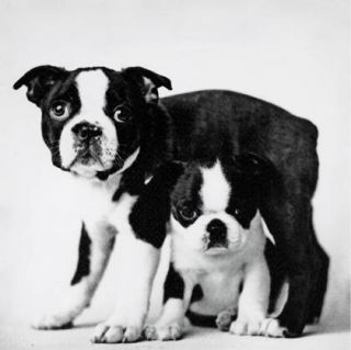 Süße Hunde Familie Druck auf Leinwand 50x50cm Hund Bild