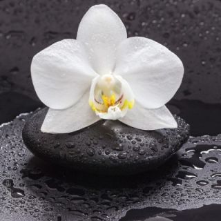 Glasbild Snow Beauty weiße Orchidee heiße Steine Wellness Feng Shui