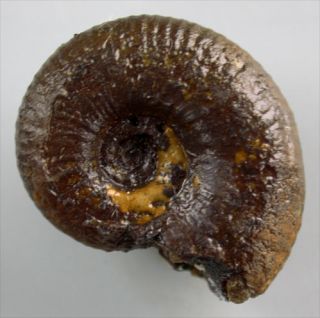 Kreide Nolaniceras cf. nolani Ammonit Ammonoidea Immouzer Marokko 1718