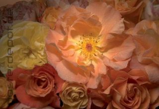 Fototapete 254x183 Gartenrose Teichrose Rosen Blumen