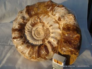 großer Perlmutt Ammonit Top Of The Line RAR 39cm 18,5kg