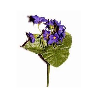 Nordblume Veilchen Pflanze violett 24cm hoch Ganzjahres Einzelblumen