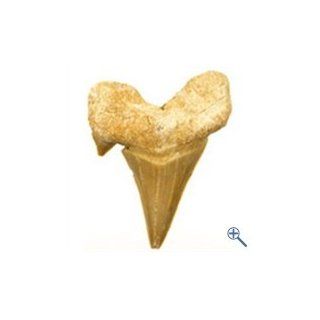 echter Haifisch Zahn Fossil als Kettenanhnger mit Metallse und Band