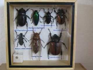 echte exotische Insekten einmalig im Schaukasten aus Holz iiss011