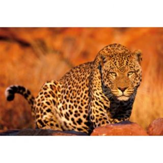 Leopard 1.000 Teile Puzzle von Trefl Tiger Afrika Savanne Neu&OVP