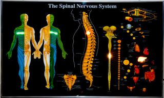 Die Elektronische Tafel Rücken Nervensystem kann dazu beitragen