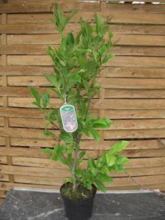 Magnolie Susan, Magnolia Tulpenbaum 120cm