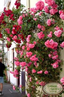 Rose Rosarium Uetersen  R eine überzeugend zauberhafte Kletterrose