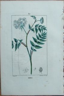CHAUMETON Botanik Wasser Pastinake   z592   1828