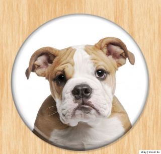 Bulldoggen sehr süß verschiedene Motive AUSWAHL Button, Magnet