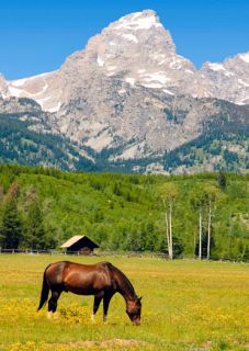 3D Postkarte Horse grazing, Teton Range, Wyoming , Pferd,Teton Range